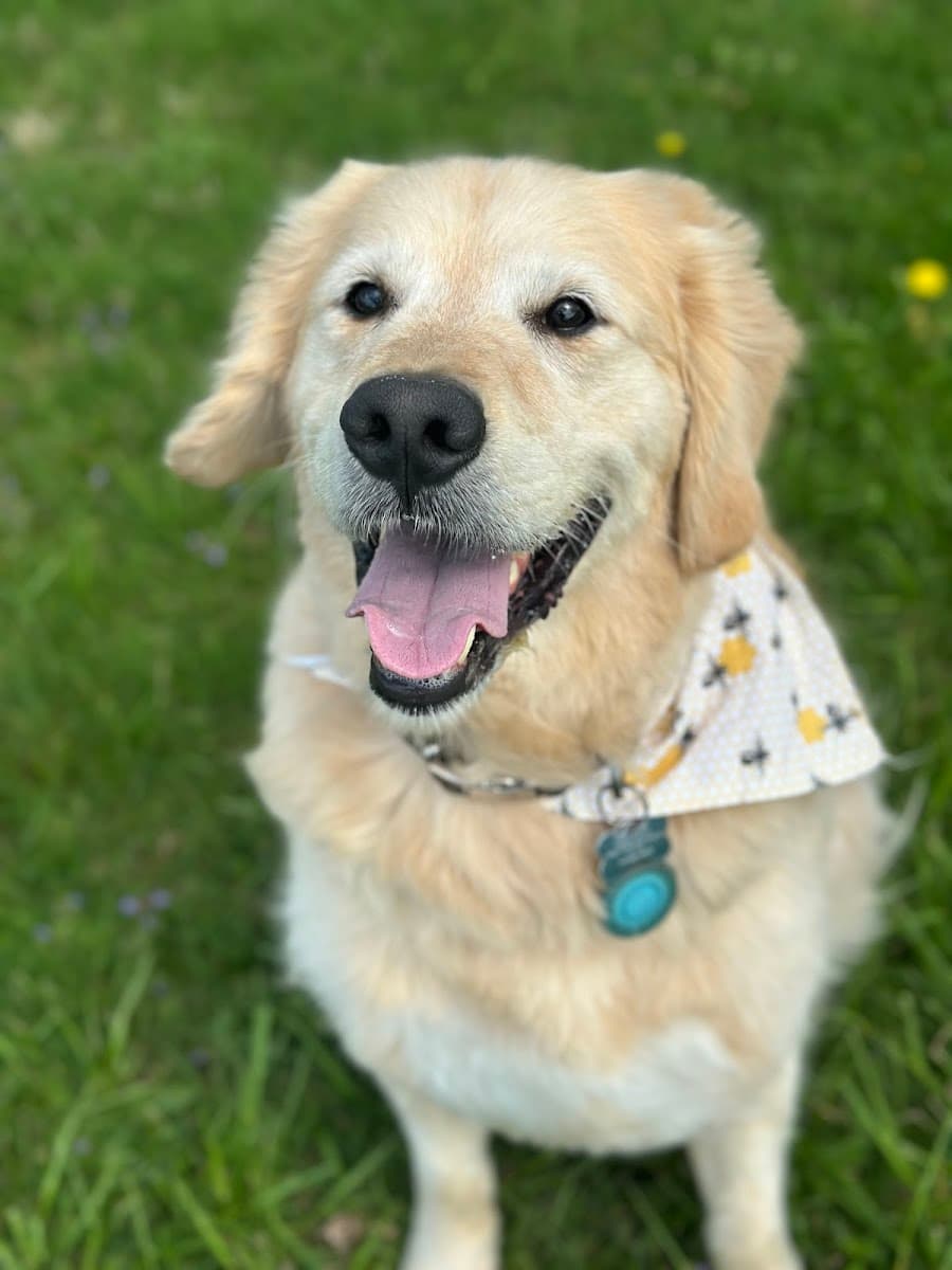 Taylor'd Tails Mobile Pet Spa, LLC - Mobile dog grooming in Chambersburg, PA