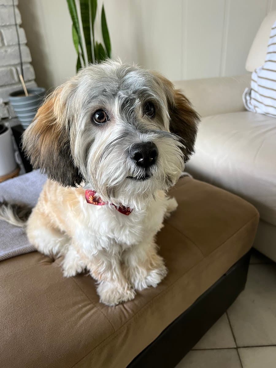 The Groomiez Mobile Dog Grooming - Mobile dog grooming in West Covina, CA