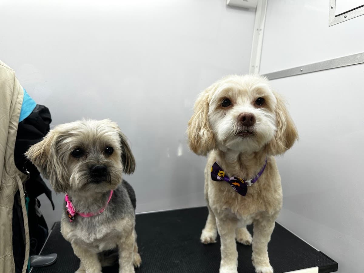 The Little Dog Salon Mobile Dog Grooming and Skin Care - Mobile dog grooming in Longview, WA