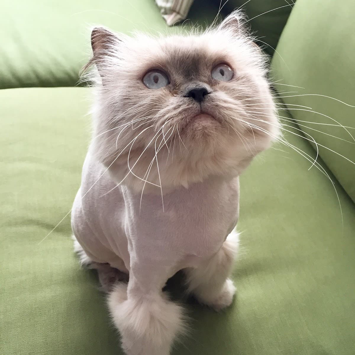 The Pet Maven: house call pet grooming and cat sitting - Mobile dog grooming in New York, NY