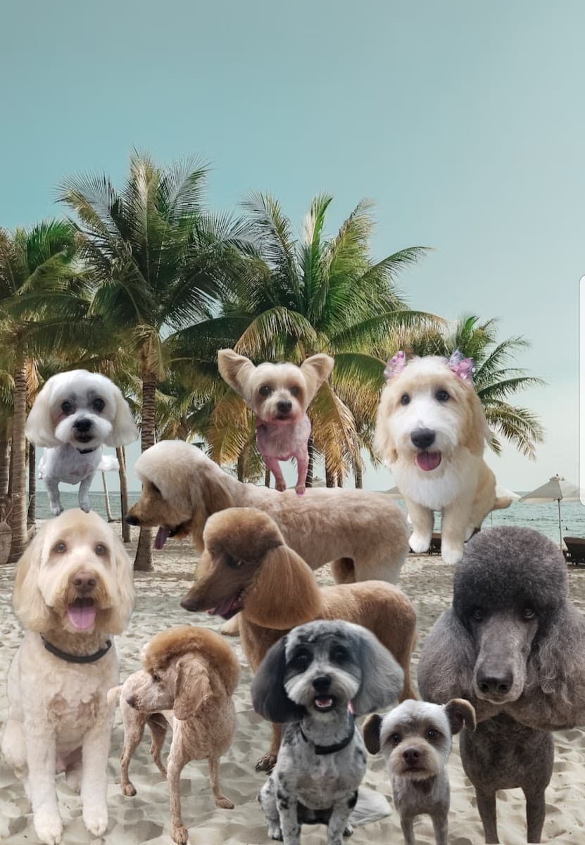 The Scooby Shack Mobile Pet Grooming - Mobile dog grooming in Klamath Falls, OR