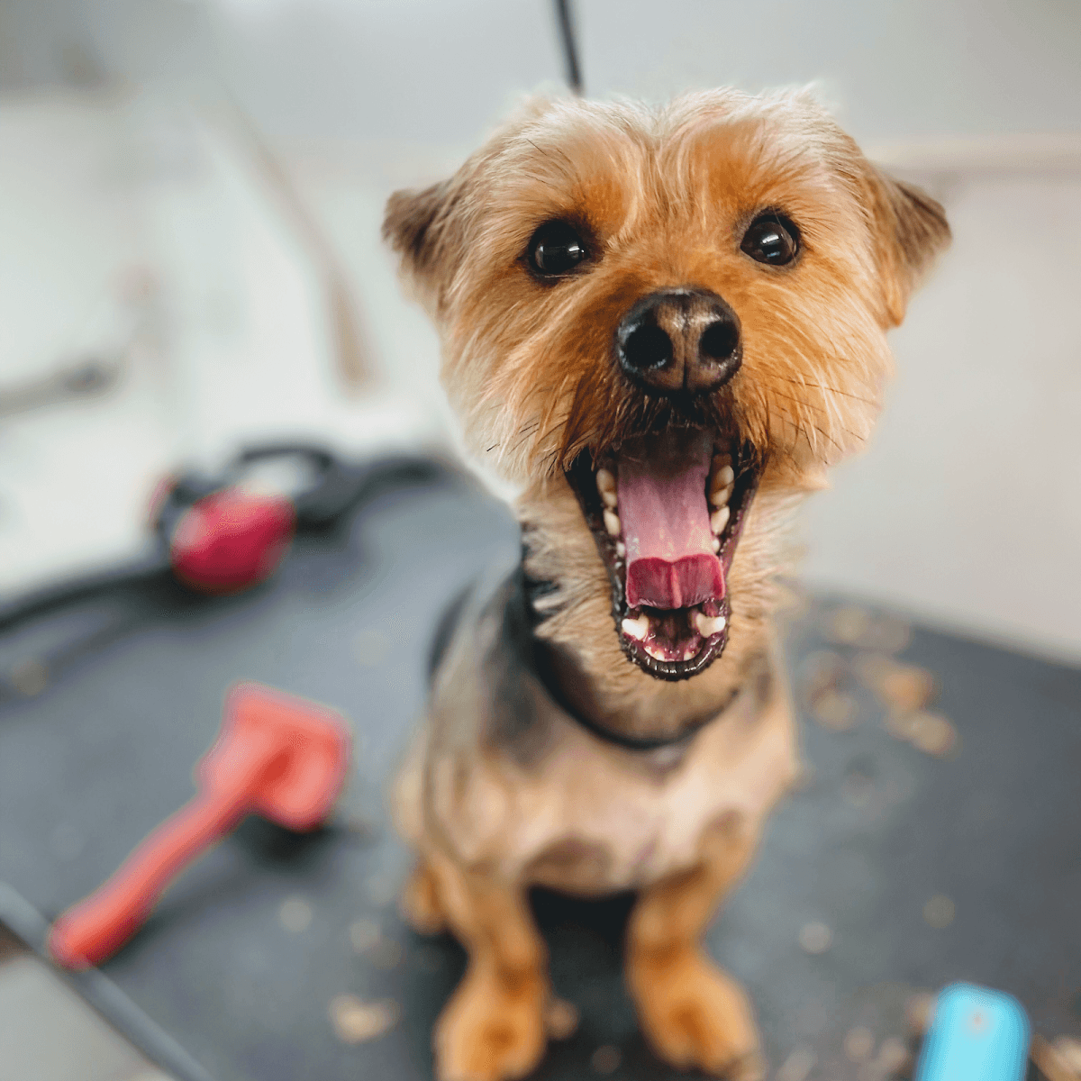 The Soggie Doggie & Company Mobile Pet Grooming - Mobile dog grooming in Alta Loma, CA