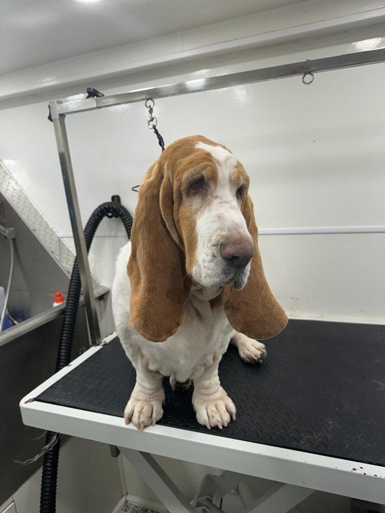 Tias Mobile Pet Grooming in Pembroke Pines - Mobile dog grooming in Pembroke Pines, FLORIDA