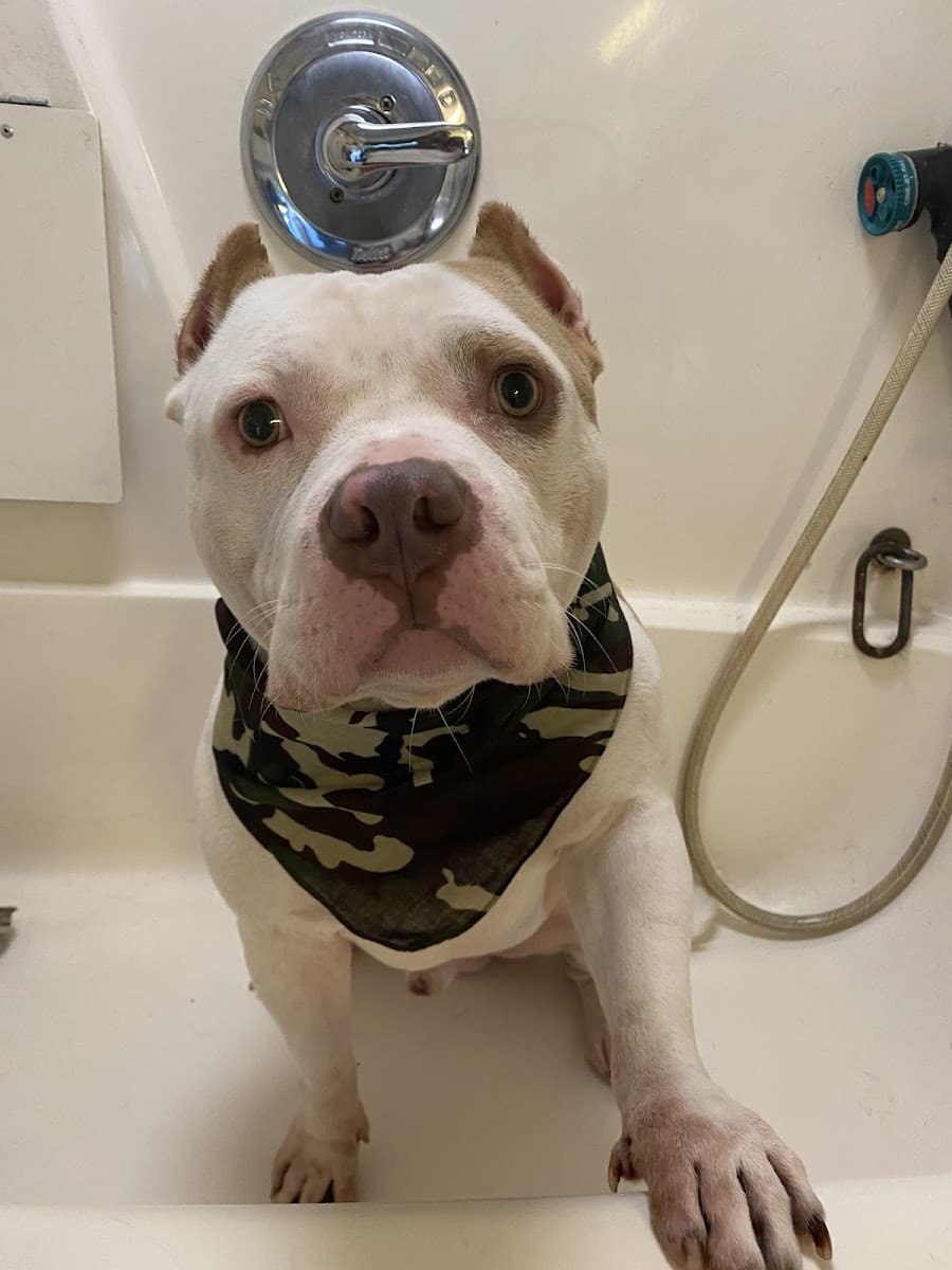 Tickled Pink Pets Mobile Spa - Mobile dog grooming in Greensboro, NC