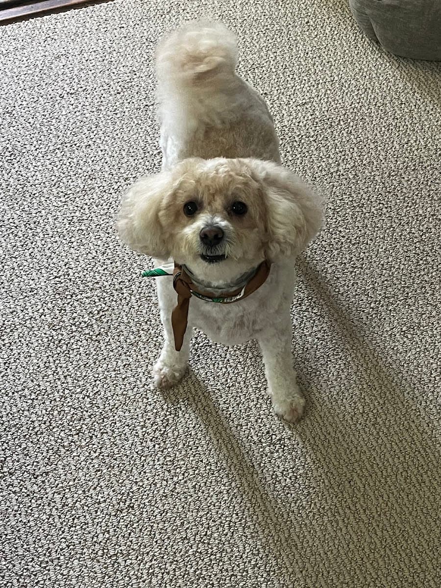 Tidy Tails To Go: Mobile Dog Grooming - Mobile dog grooming in East Windsor, CT