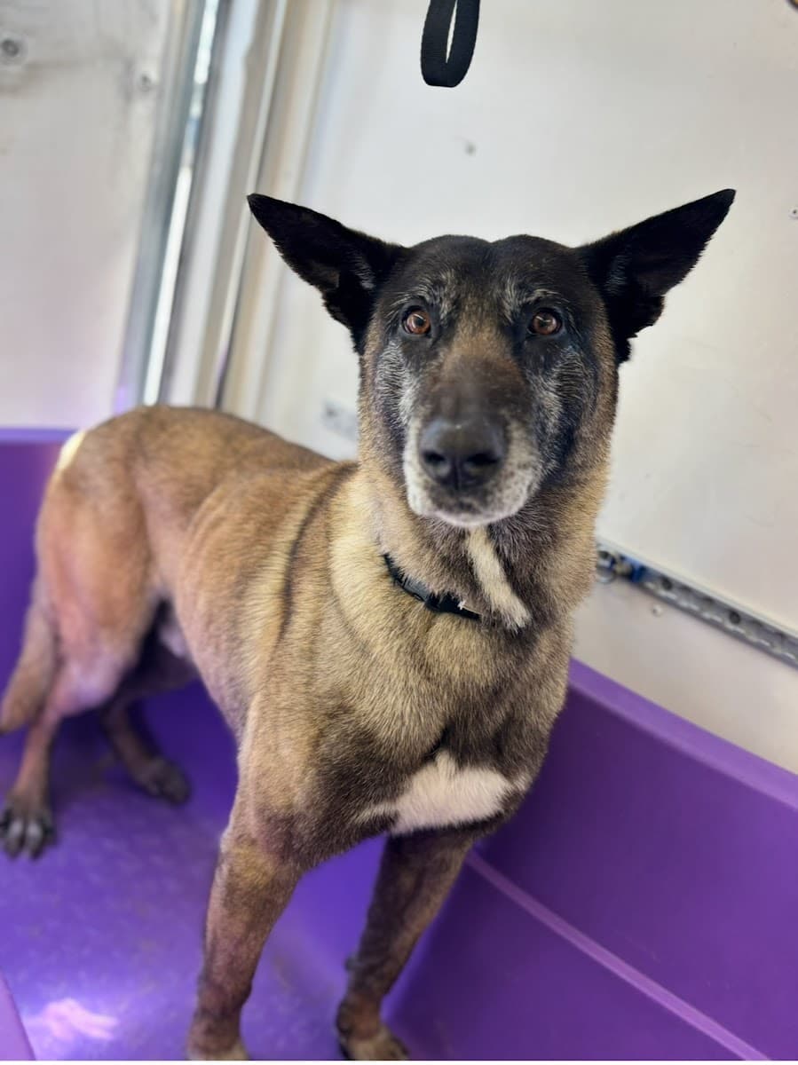 TruCompanion K-9 Spa Mobile Dog Wash & Nail Clipping - Mobile dog grooming in Aurora, CO