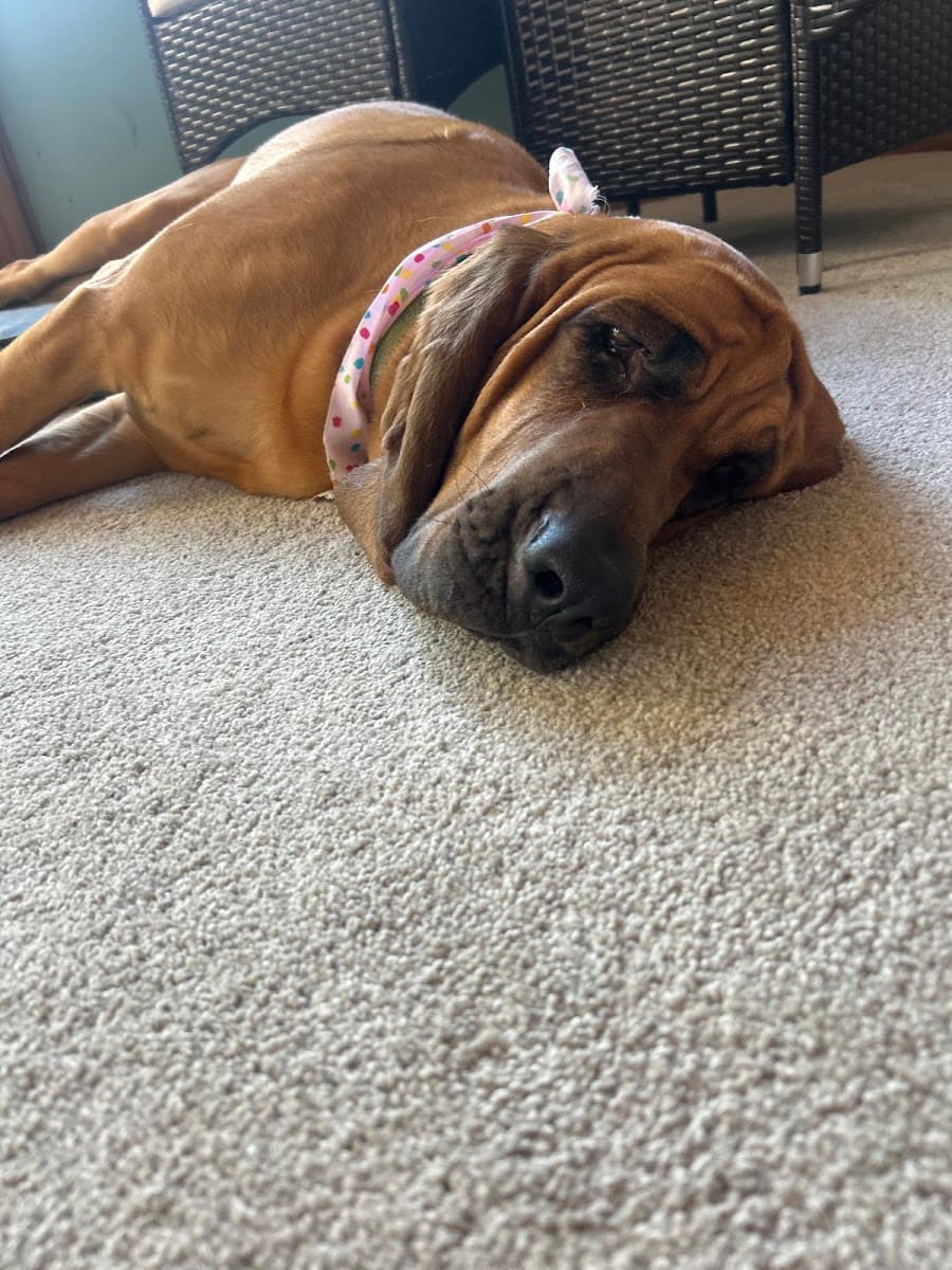 Waggin' Wheels mobile pet grooming - Mobile dog grooming in Fayetteville, NC