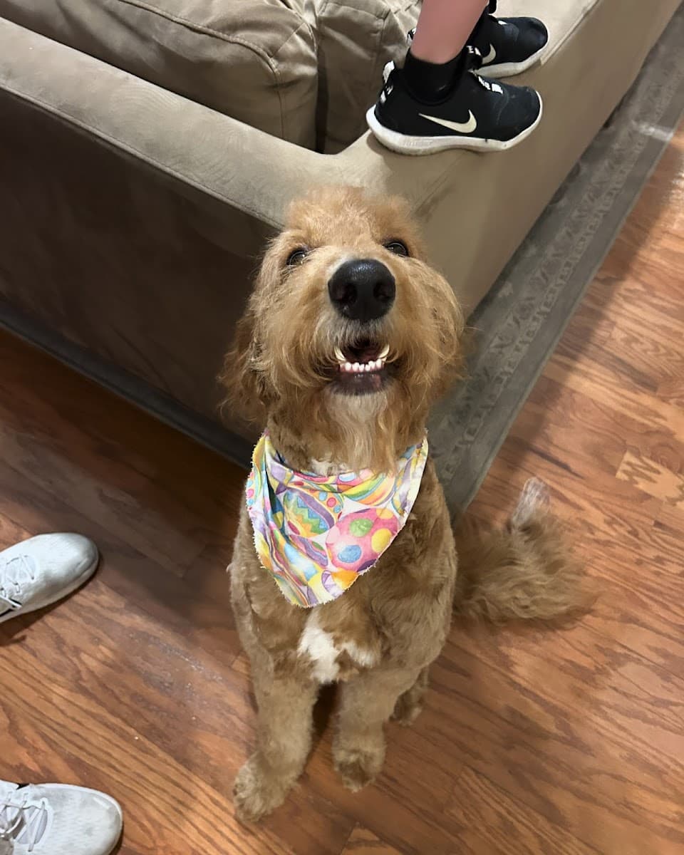 Wags & Whiskers Pet Grooming & Whiskers A-Go-Go Mobile Grooming - Mobile dog grooming in Knoxville, TN