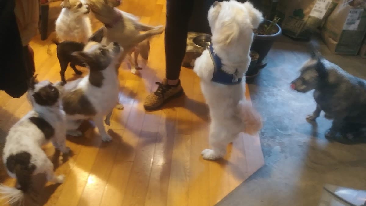 Wendy's Wash & Go Mobile Professional Pet Grooming - Mobile dog grooming in Los Angeles, CA