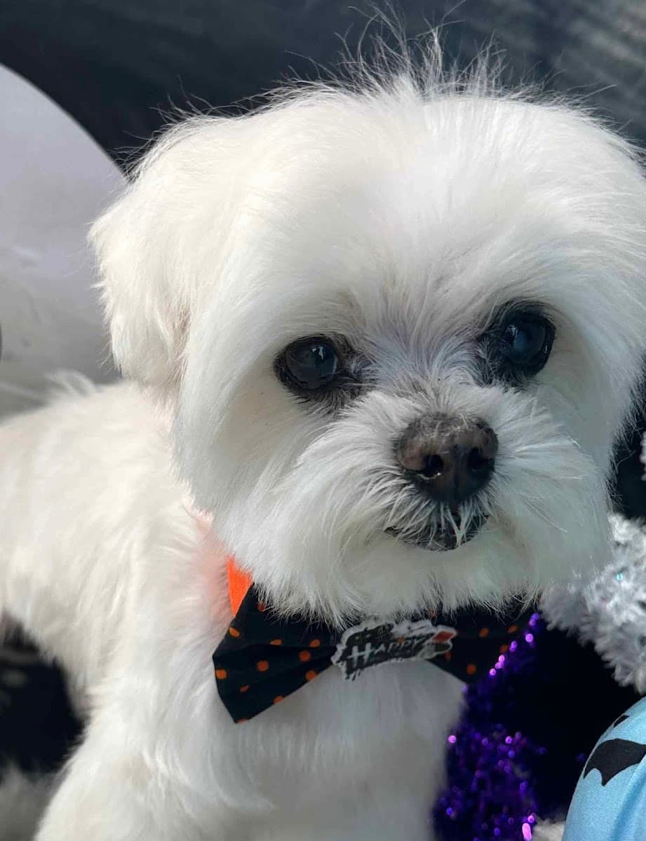 Whimzy Pawz Mobile Grooming Spa - Mobile dog grooming in World Golf Village, FL