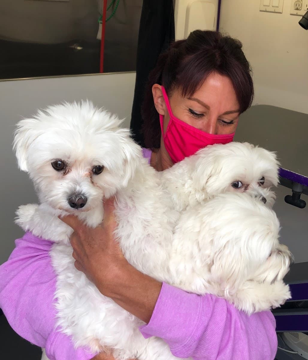 WiggleButts Mobile Dog Grooming Salon - Mobile dog grooming in Fort Collins, CO