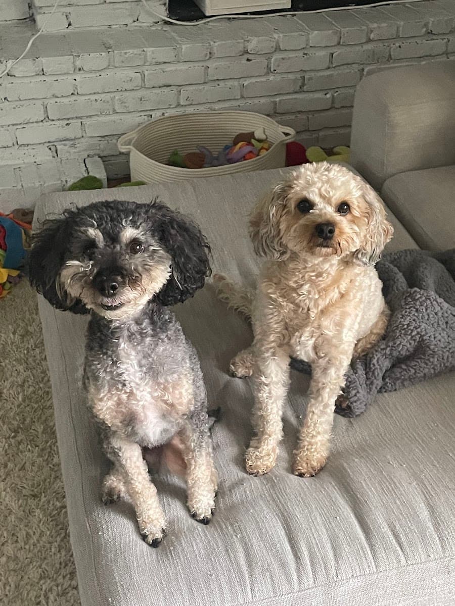 Woof Gang Bakery & Grooming Van Aken logo