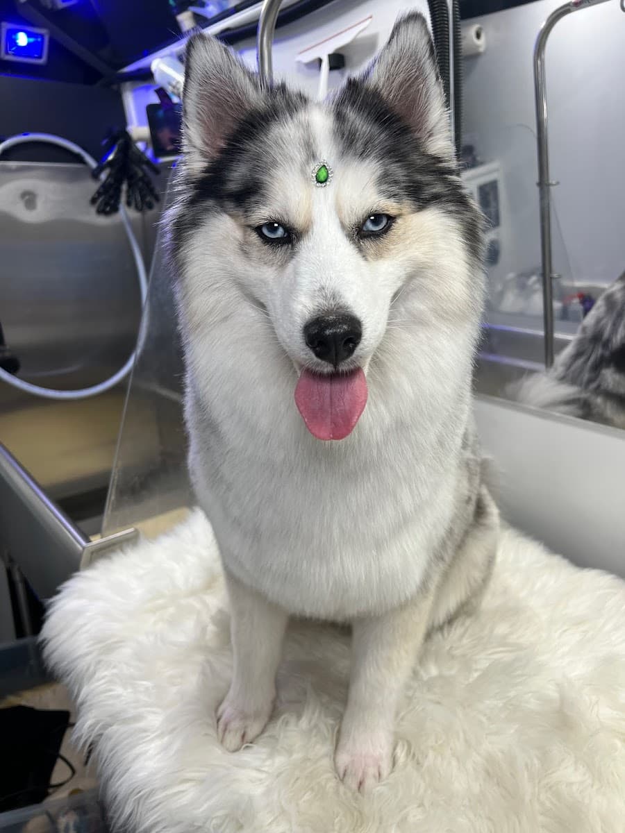 Zoey's Paw Friends Pet Mobile Spa Grooming - Mobile dog grooming in Los Angeles, CA