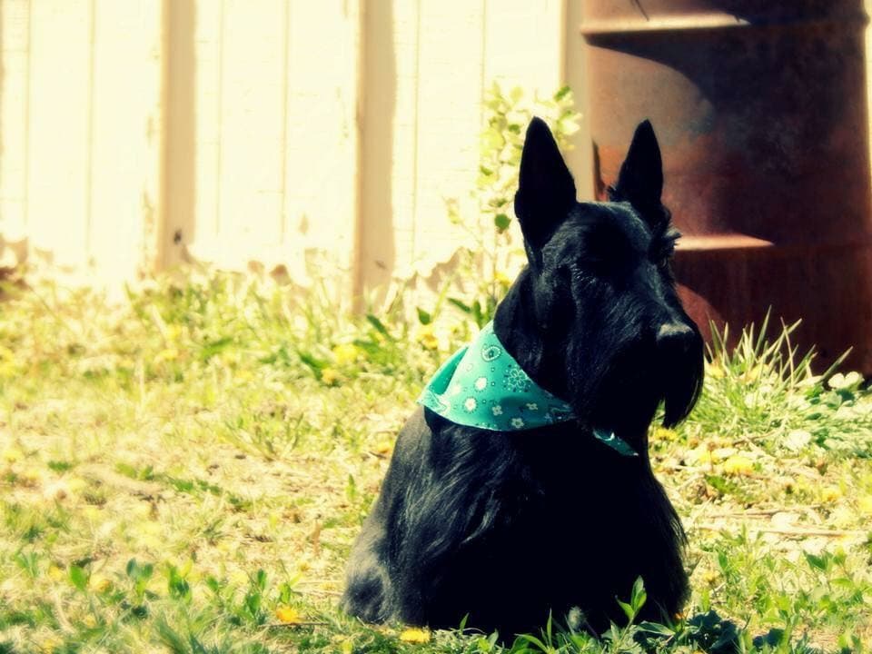 Zoom N Groom Pet Salon (Not Mobile) - Mobile dog grooming in Strasburg, COLORADO